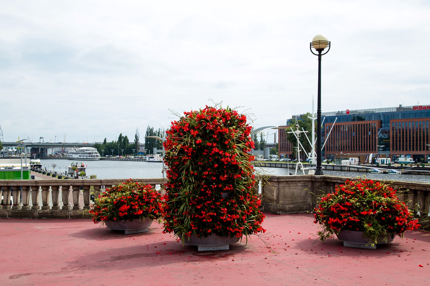 wieże kwiatowe kwietniki miejskie szczecin