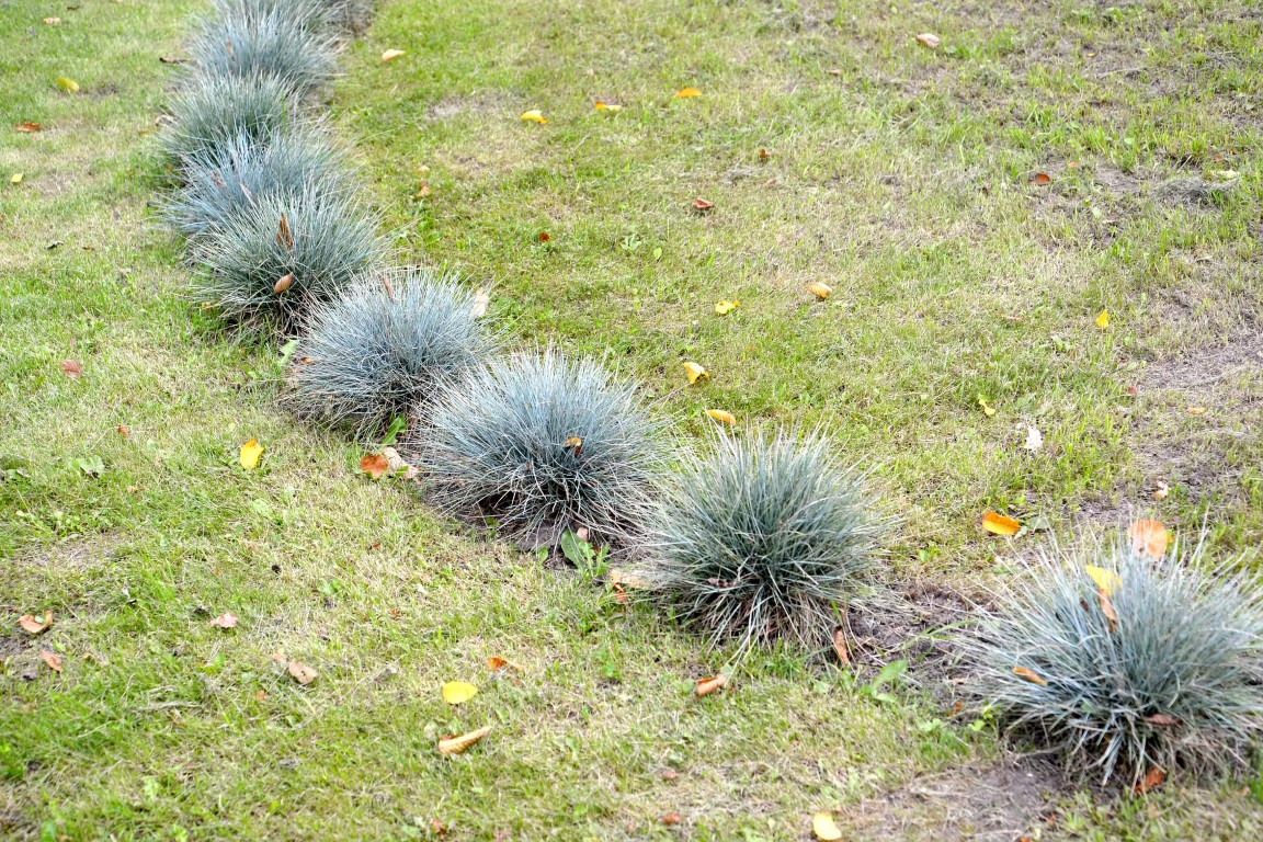 kostrzewa Trawy ozdobne w jesiennych dekoracjach miejskich