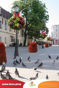 Kwiaty w mieście Zielona Góra - wizualizacja