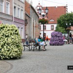 Kwiaty w mieście Lubsko 2