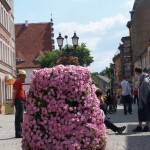 Kwiaty w mieście Lubsko 6