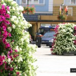 Kwiaty w mieście Żary