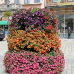 Kwiaty w mieście Żary5