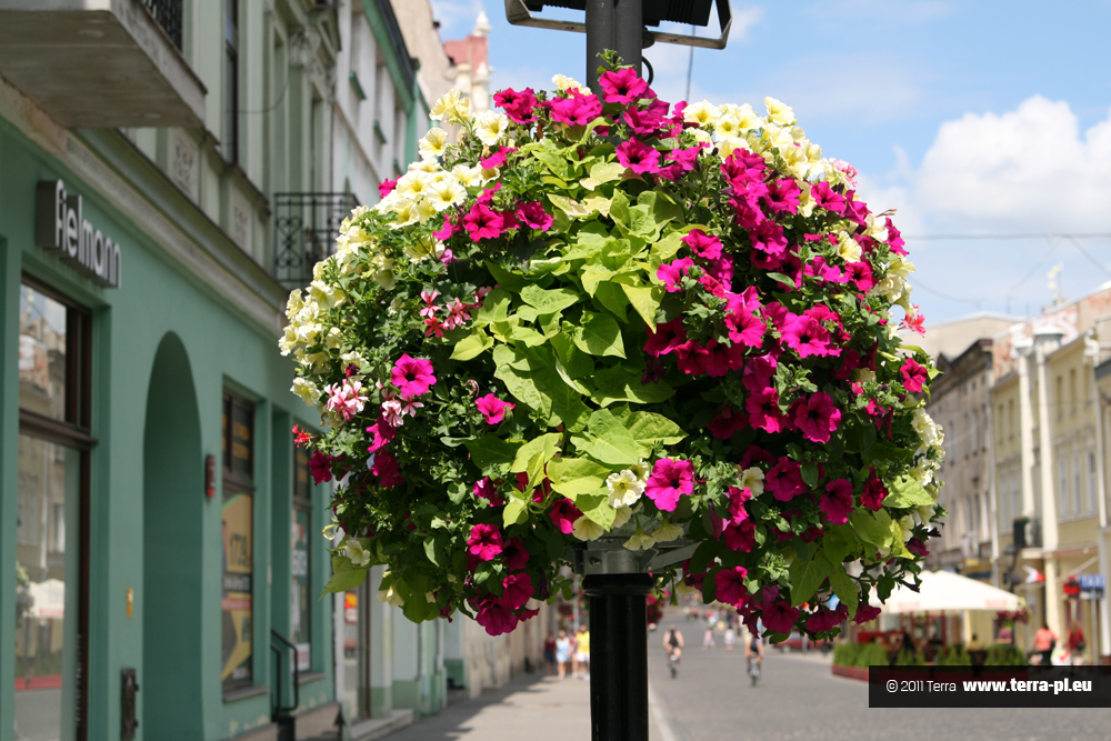 kwiaty w mieście Łódź1
