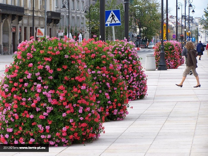 wieże kwiatowe - Warszawa