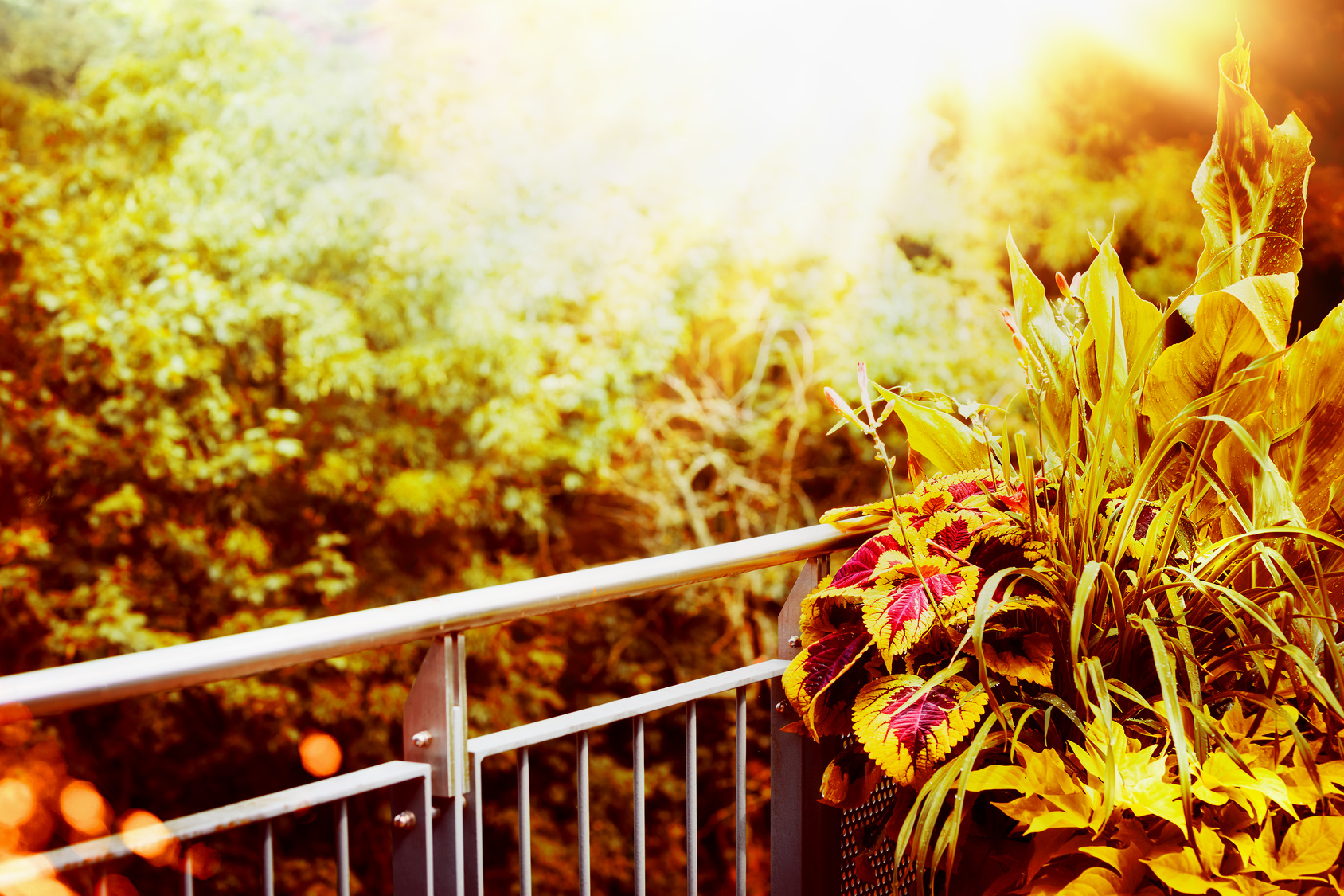 jak ukwiecić balkon jesienią inspirowani naturą 1
