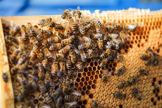 hodowla pszczół w mieście