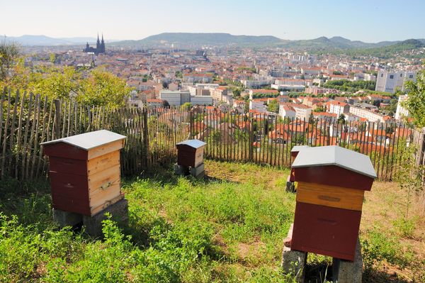 hodowla pszczół w mieście
