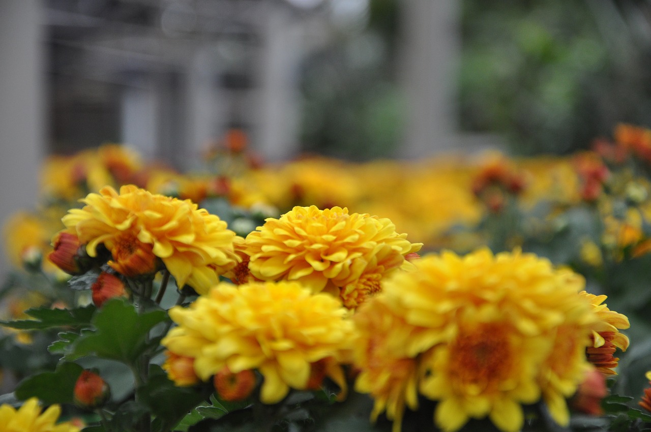 chrysanthemum-616859_1280