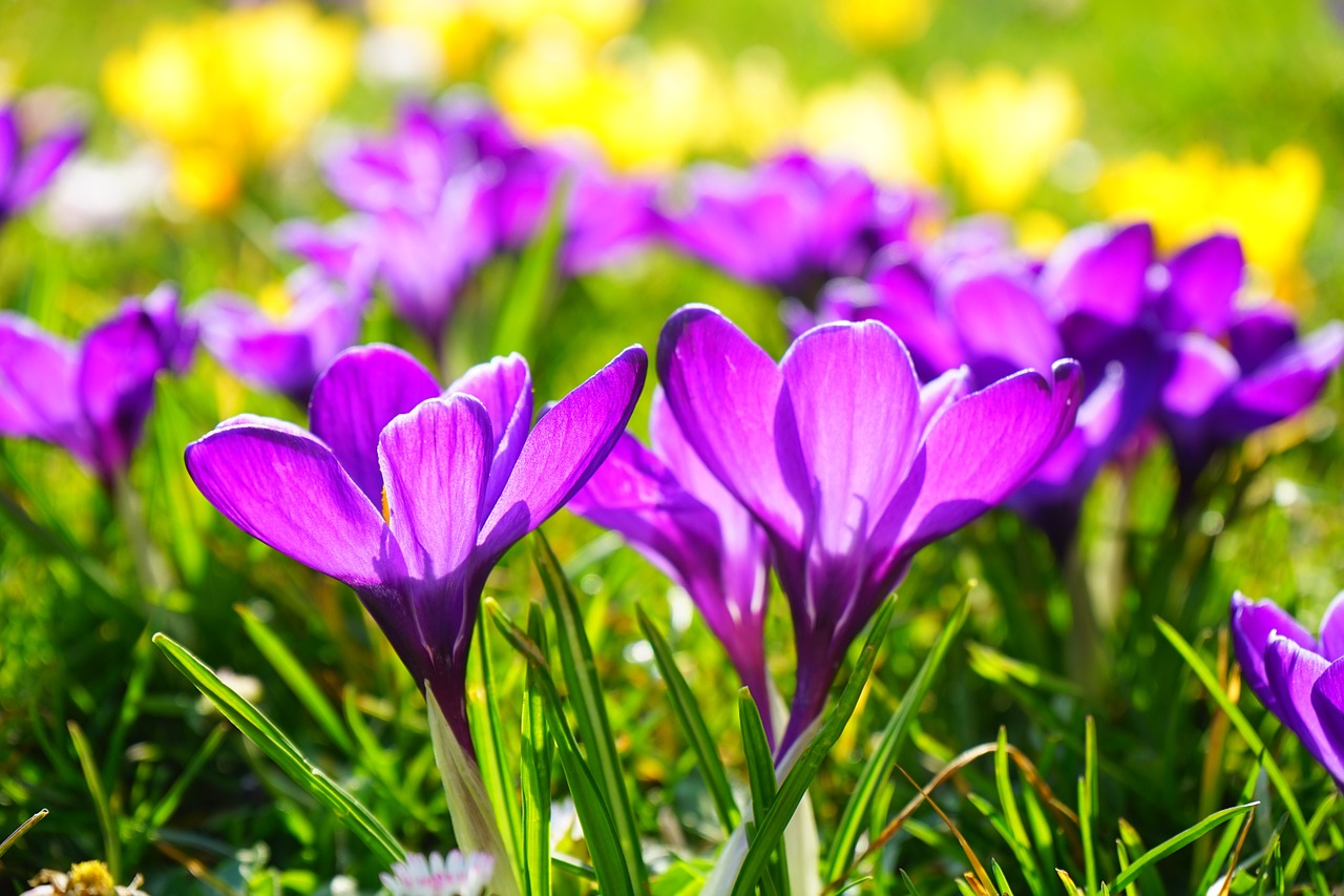 Jakie Kwiaty Kwitna Wiosna Blog Inspirowani Natura