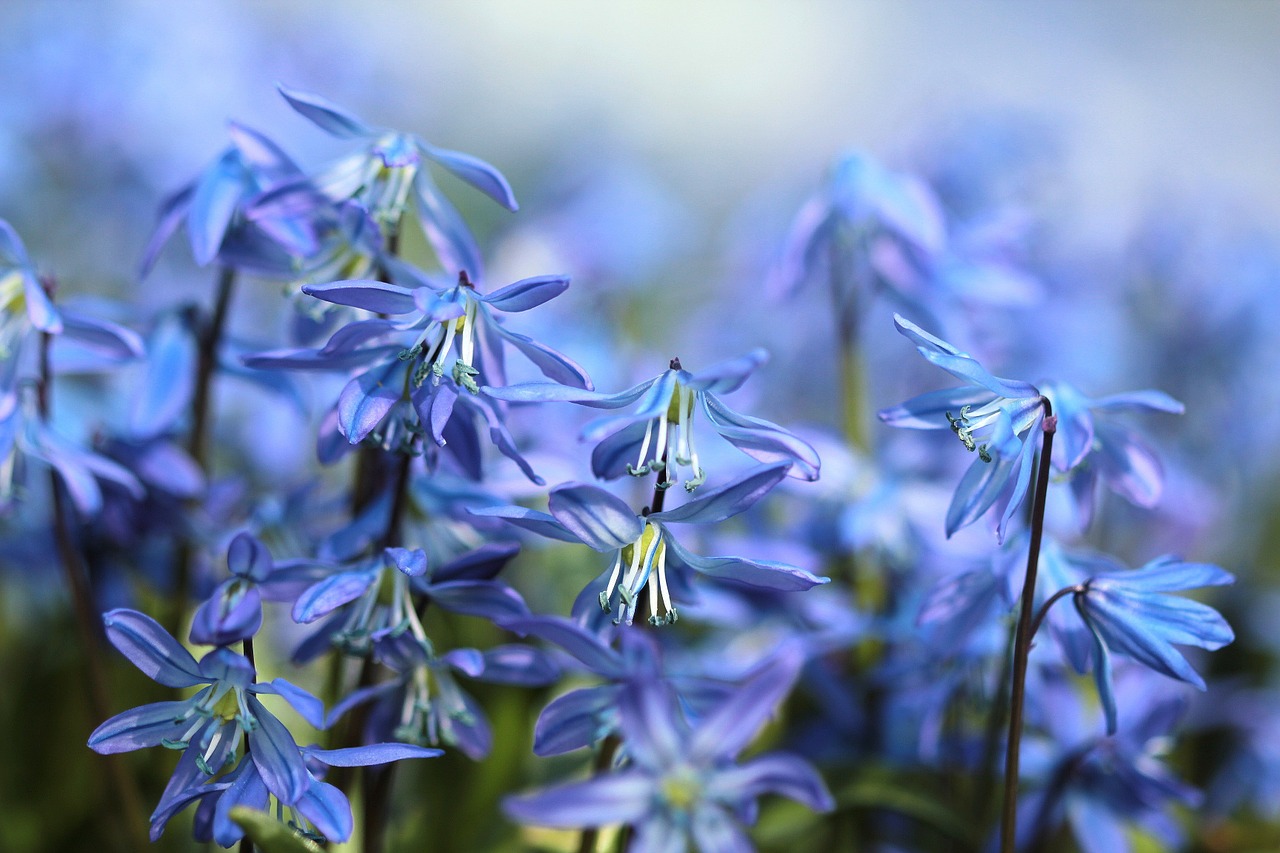 niebieskie kwiaty wiosenne
