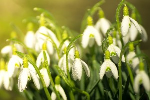 Roślinne pożegnanie zimy - najbardziej znane wiosenne kwiaty