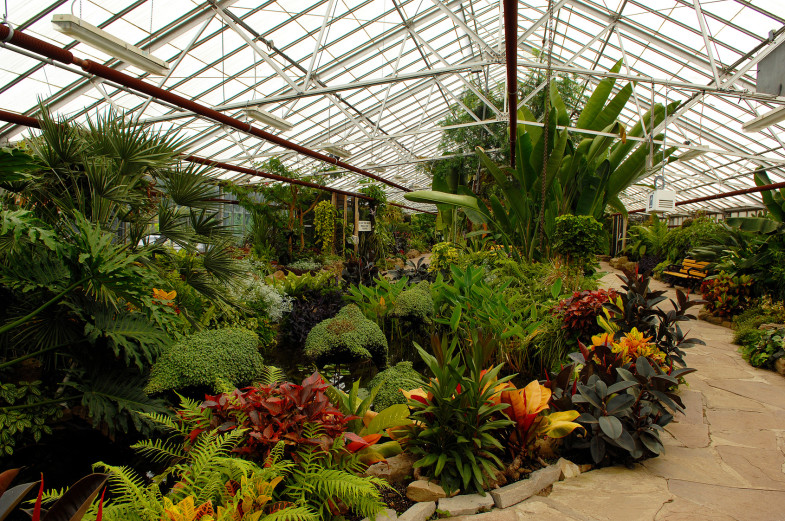 Beautiful exotic plants in a greenhouse in Hamilton Ontario.