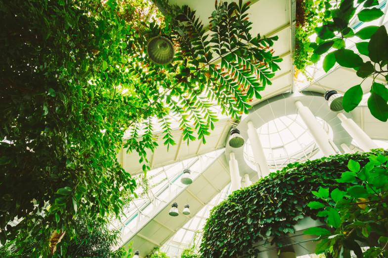 Ceiling Greenhouse With Flowers. Temperate House Conservatory, Botanical Gardens.