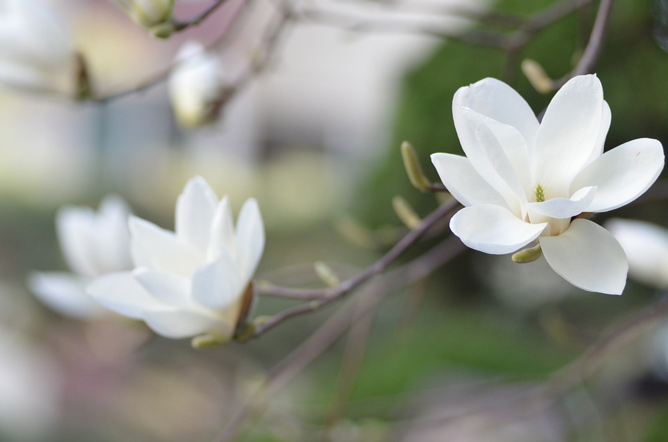 uprawa magnolii inspirowani natura terra group (1)