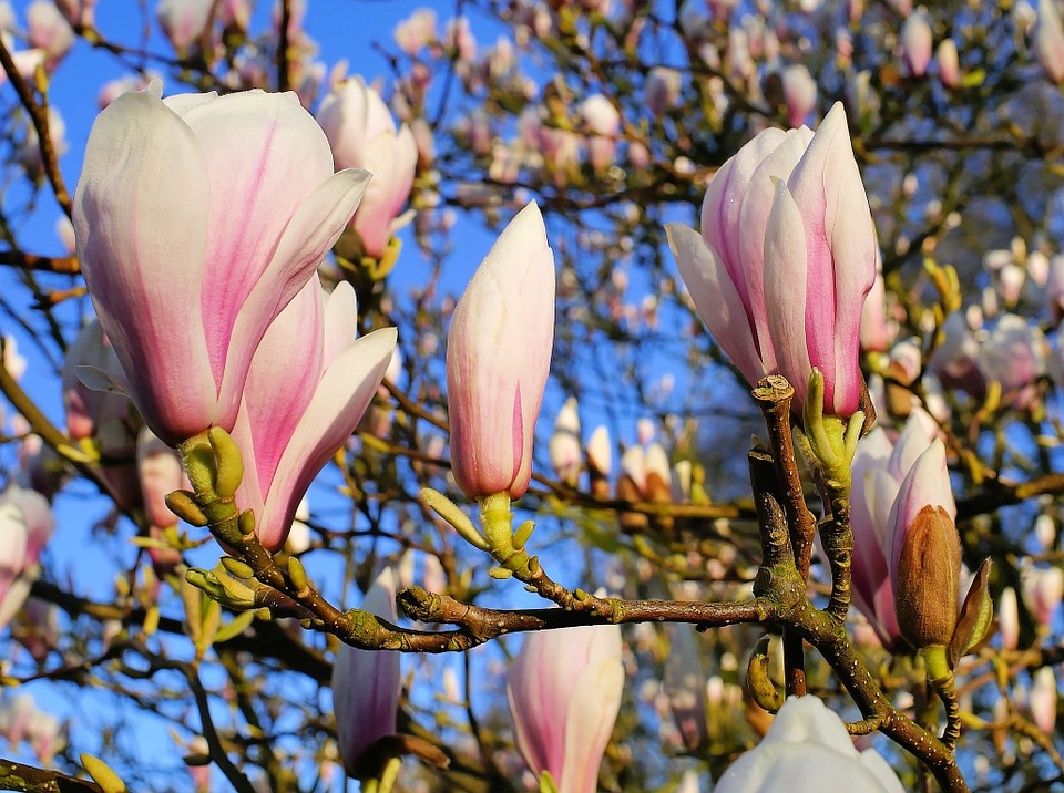uprawa magnolii inspirowani natura terra group (3)
