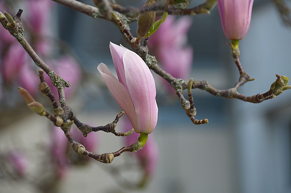 uprawa magnolii inspirowani natura terra group (4)