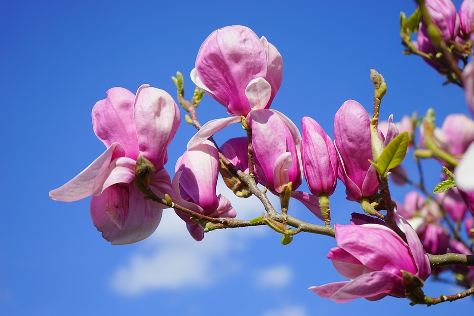 uprawa magnolii inspirowani natura terra group (6)