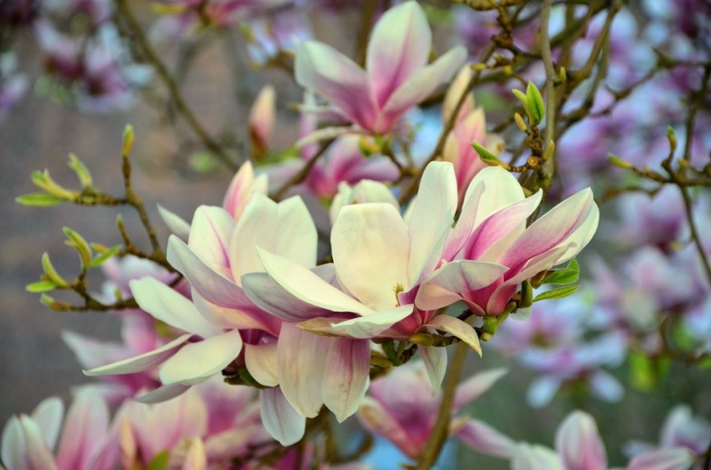uprawa magnolii inspirowani natura terra group (7)