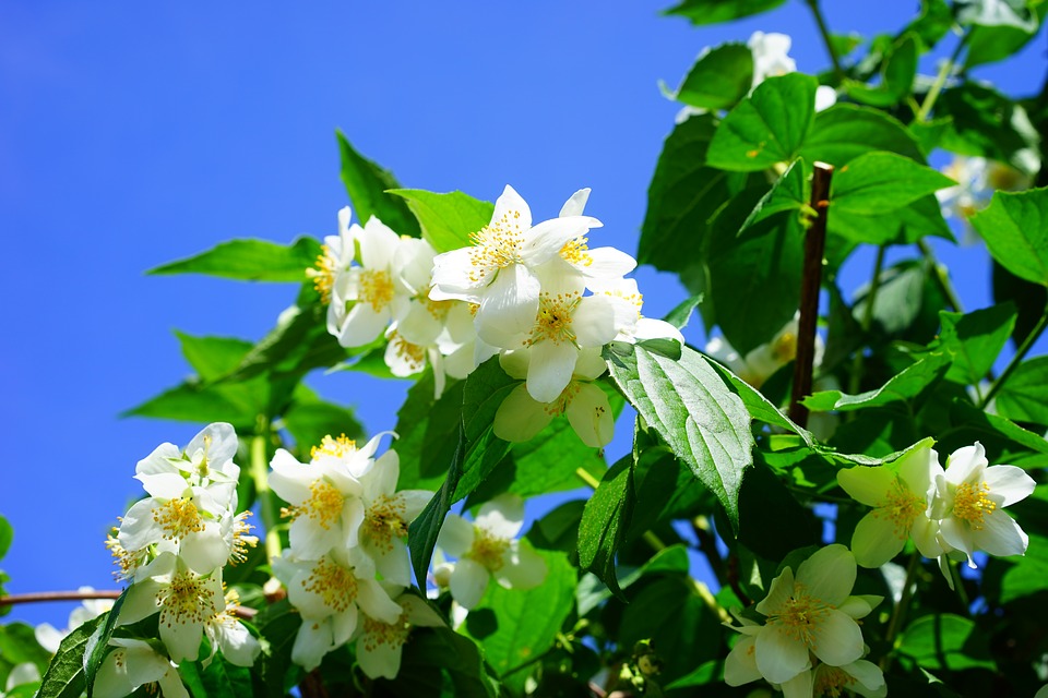 jasminowiec-wonny-ma-pachnace-kwiaty