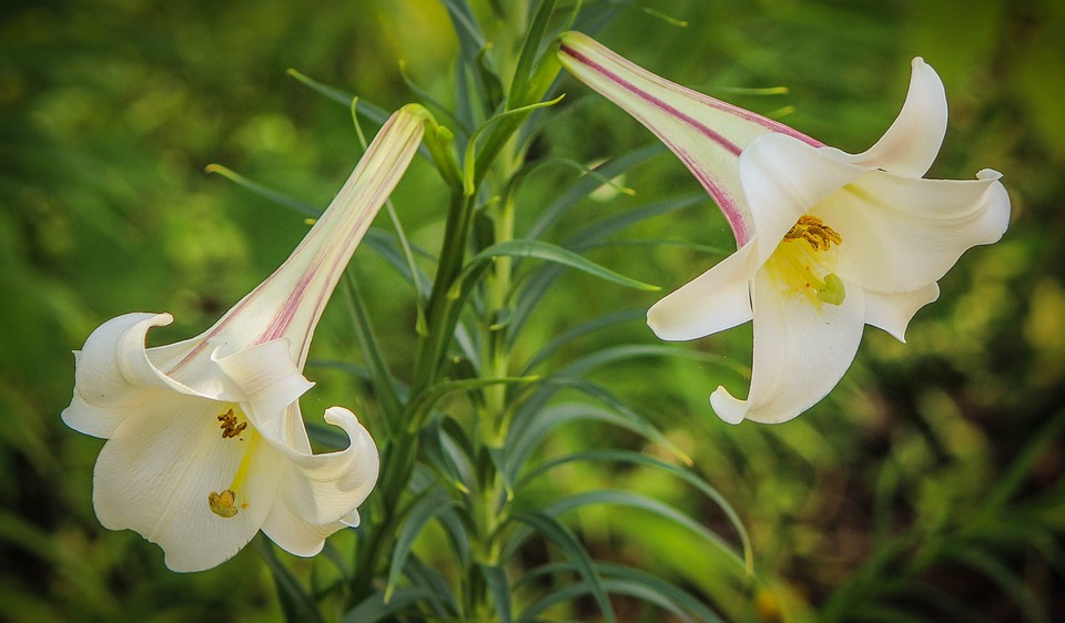 lilia pachnące rośliny do ogrodu intensywny zapach(8)