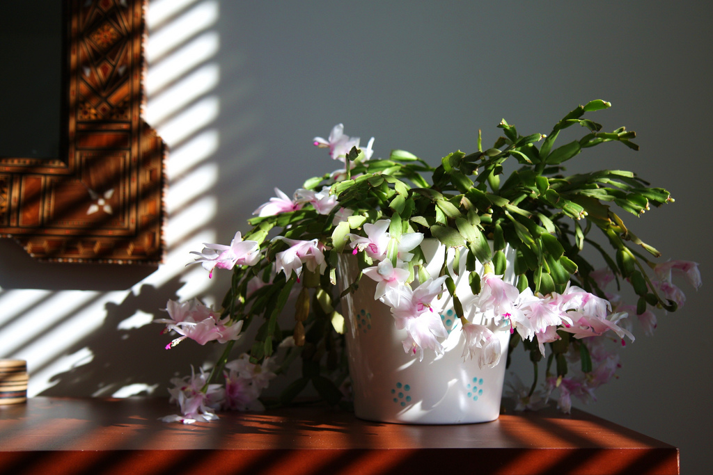 zygokaktus-kwiaty-na-boze-narodzenie-2