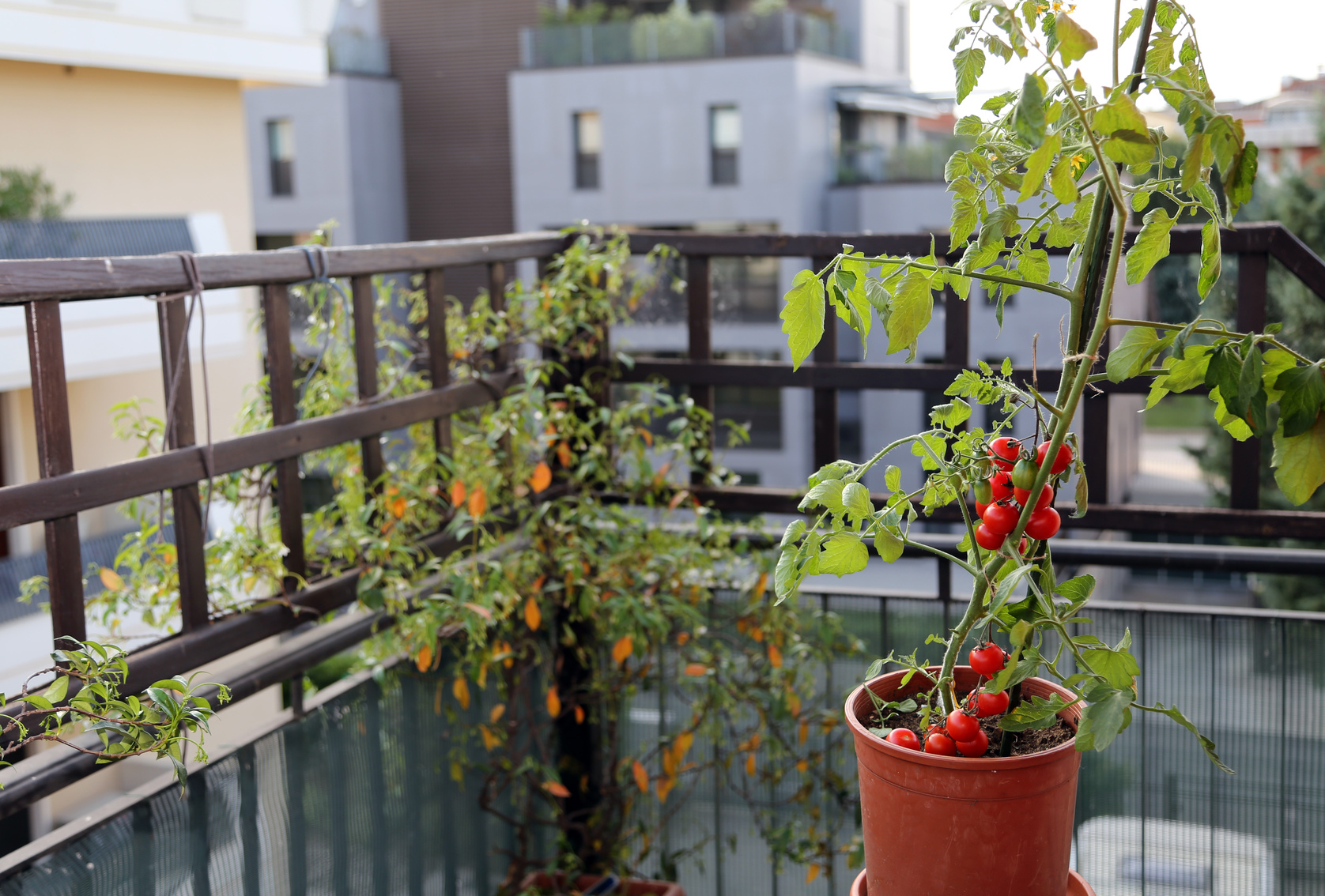 Tomato plant in the pot on the terrace of a house in the city
