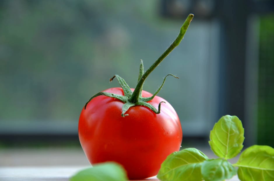 uprawa pomidorów na balkonie (3)