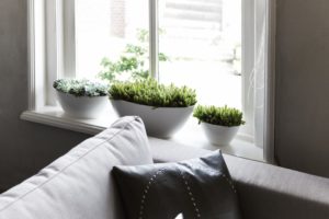 5 roślin doniczkowych dobrze znoszących suche powietrze w mieszkaniu