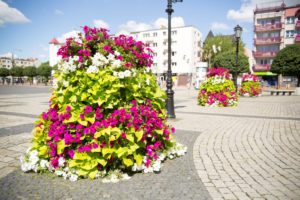 wieże kwiatowe terra ukwiecenie miasta kwietniki (5) Gorzów Wielkopolski
