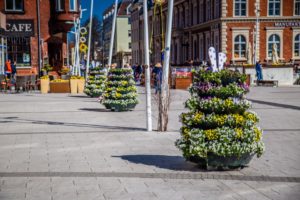 wiosenne nasadzenia wieże kwiatowe kwietniki miejskie świnoujście 45