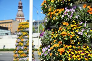 Ryga ukwiecona! Wieże kwiatowe w stolicy Łotwy