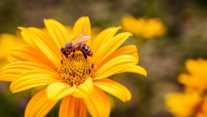 Adoptuj pszczołę… dla klimatu! Ruszyła siódma edycja akcji Greenpeace
