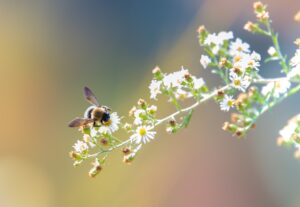Pszczoly-i-zapylacze-zagrozone-na-calym-swiecie-w-tym-w-Europie-Zachodnie