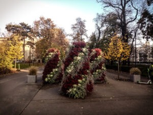 Wrzos rządzi jesiennym ukwieceniem Wrocławia