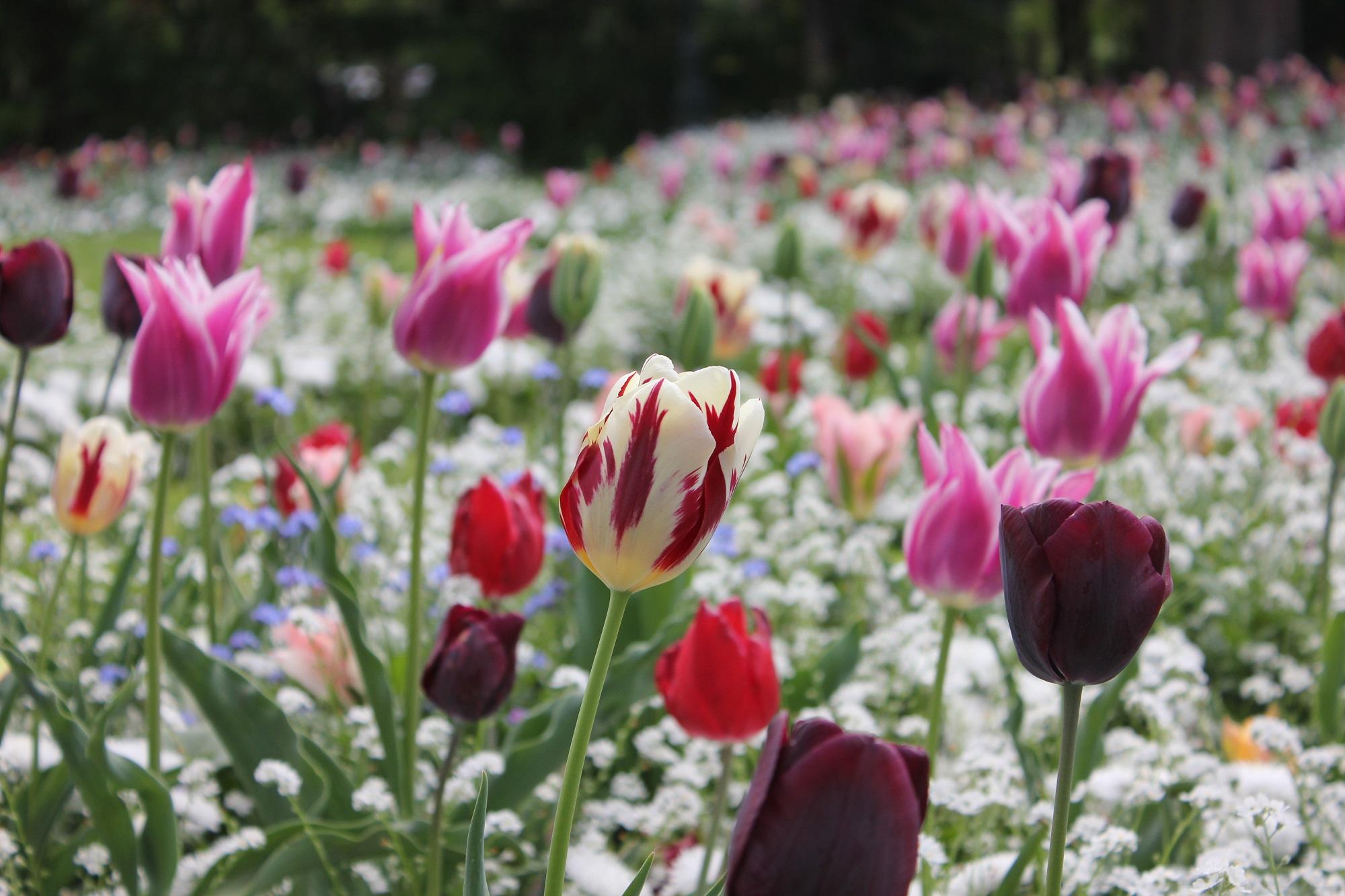 wiosenne-kwiaty-oryginalne-rodzaje-tulipanow